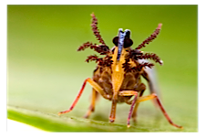 FLOW planthopper fulgoroidea fulgoromorpha insect